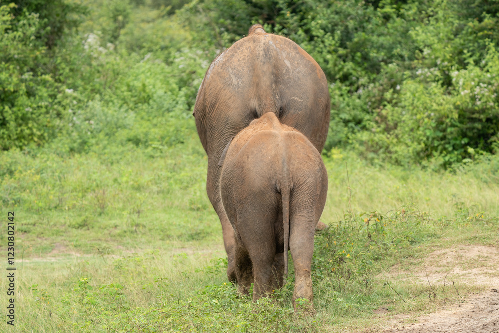 Fototapeta premium Parent and child of elephants in yala national park