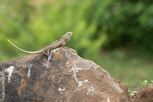 Oriental garden lizard (Calotes versicolor) sitting on a stone photo