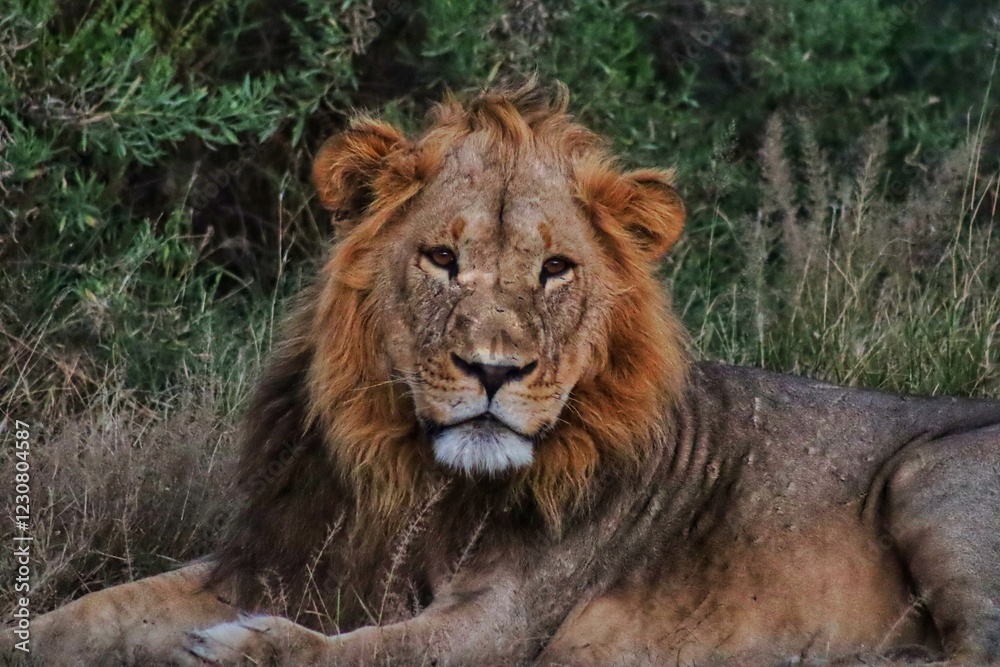 Fototapeta premium lion portrait