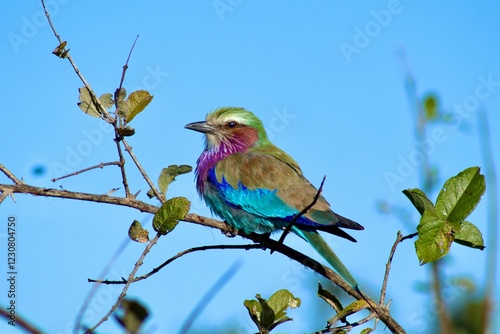 lilac roller bird on a branch 