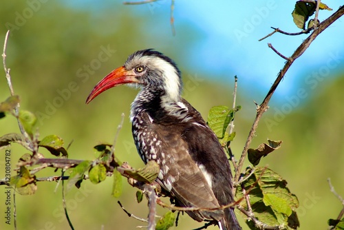 red billed hornbill photo