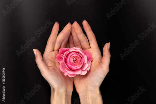 on black background on a woman's palms lies a pink peony rose an open bud many petals garden flowers without leaves tea rose fuchsia color caucus on petals