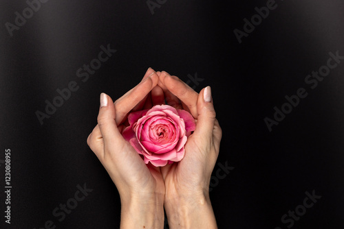 on black background on a woman's palms lies a pink peony rose an open bud many petals garden flowers without leaves tea rose fuchsia color caucus on petals photo