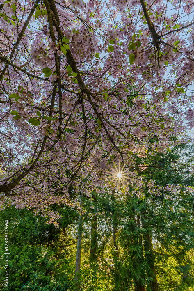 Sun shines through the Magnoila tree Sun shines through the Magnoila tree