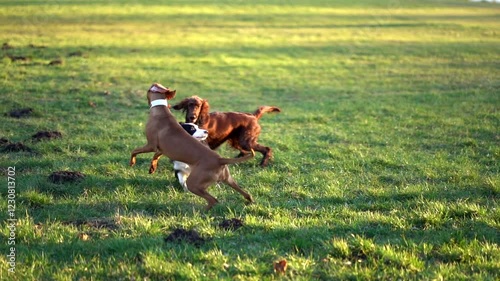 Three playful dogs frolic on the grass as they gently tug and play with each other during a beautiful sunset. This joyful scene captures the spirit of fun and companionship in nature