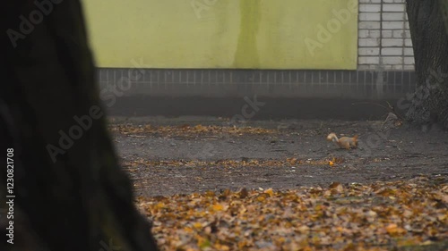 Squirrel on the trees and the ground , animals on the frame , little orange squirrel and tree in the city , squirrel with peanuts