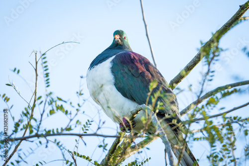 New Zealand Wood Pigeon or Kereru perched in a tree photo