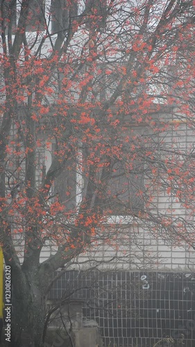 Autumn video in the city with foggy weather , blue and mysterious colors in the tow. Houses in the town , beautiful video 