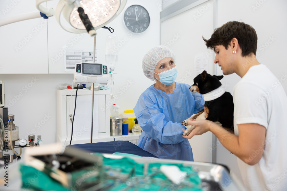 Obraz premium Elderly female veterinarian in surgical attire gently taking miniature pinscher with bandaged neck from owner hands, preparing to perform surgery in veterinary clinics operating room