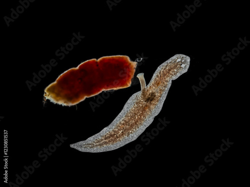 P1260150 planaria, triclad flatworm, Girardia tigrina, extending pharynx, isolated, cECP 2025 photo