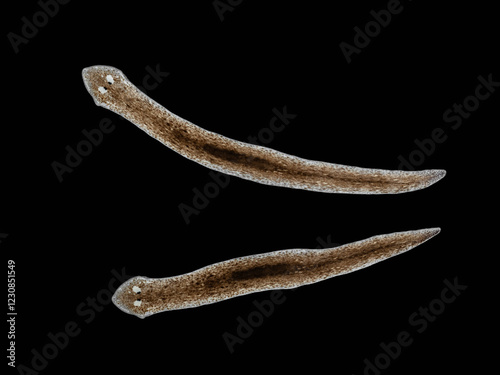 P1210131 planaria, triclad flatworms, Girardia tigrina, isolated on black, cECP 2025 photo