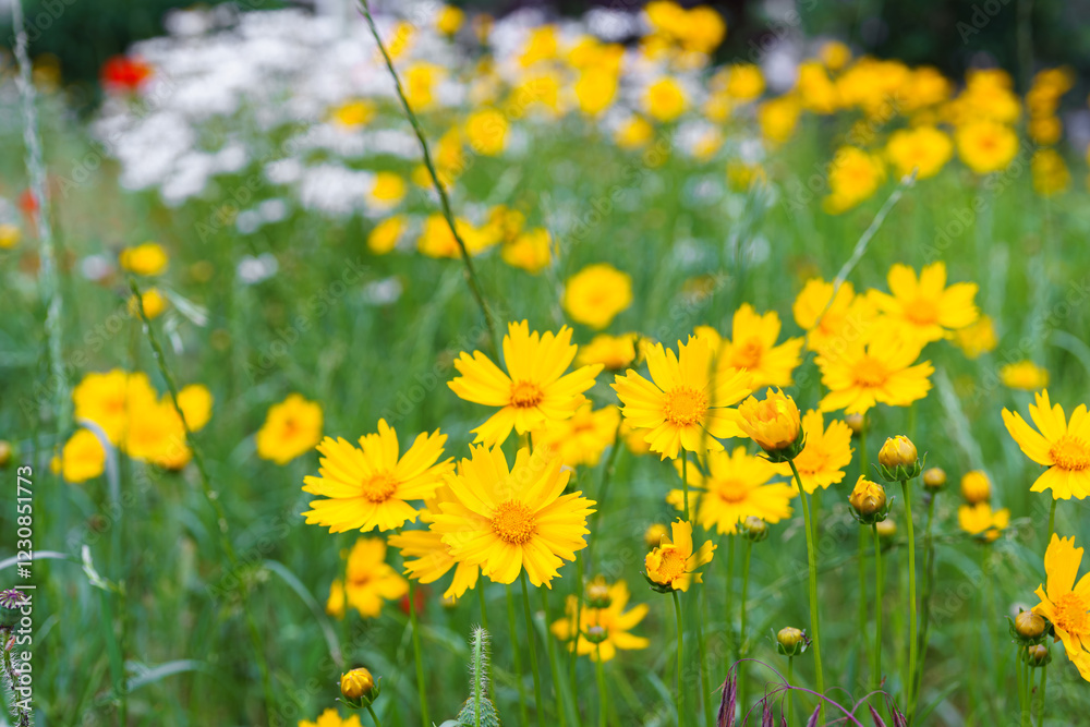 Coreopsis lanceolata, Lanceleaf Tickseed or Maiden eye on meadow, field blooming in summer. Nature, plant, floral background. Garden, lawn of yellow flowers lance leaved Coreopsis in bloom Coreopsis lanceolata, Lanceleaf Tickseed or Maiden eye on meadow, field blooming in summer. Nature, plant, floral background. Garden, lawn of yellow flowers lance leaved Coreopsis in bloom