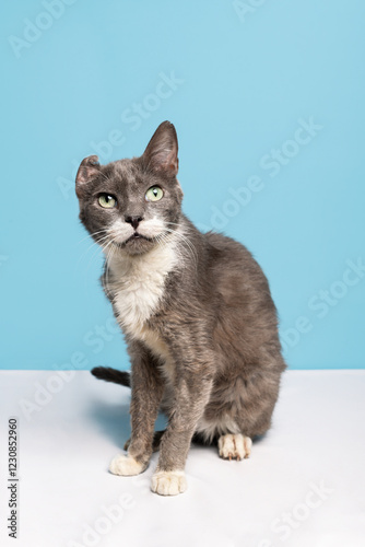Gray and white short hair cat with a cauliflower ear, sitting in a baby blue background