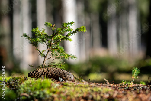 A tiny conifer seedling sprouts from a fallen pine cone on the forest floor symbolizing new life and growth within the woodland photo