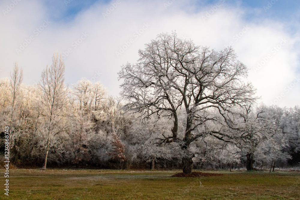Obraz premium Cencellada en Espinosa