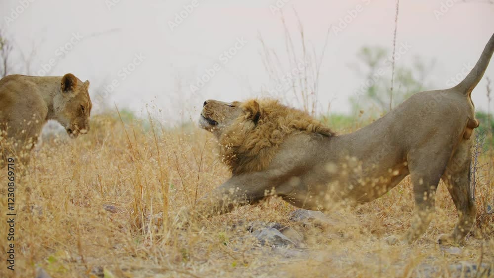 A Male African Lion Stretching his body after having an inter course or mating with his partner. A Male African Lion Stretching his body after having an inter course or mating with his partner.