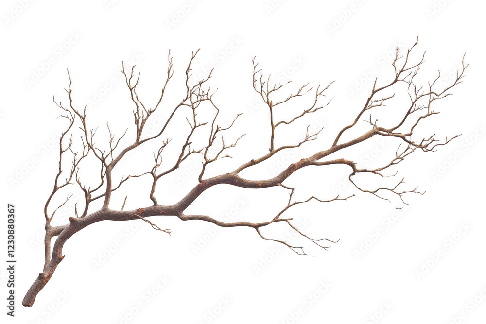 Bare Branch Reaches Out on Black Background, Winter Theme Bare Branch Reaches Out on Black Background, Winter Theme