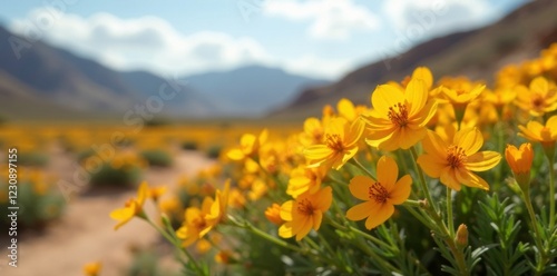 Yellow and orange flowers in a racemose panicle, shrub, desert, spring photo