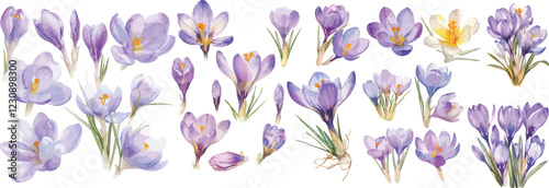 crocous watercolor clipart