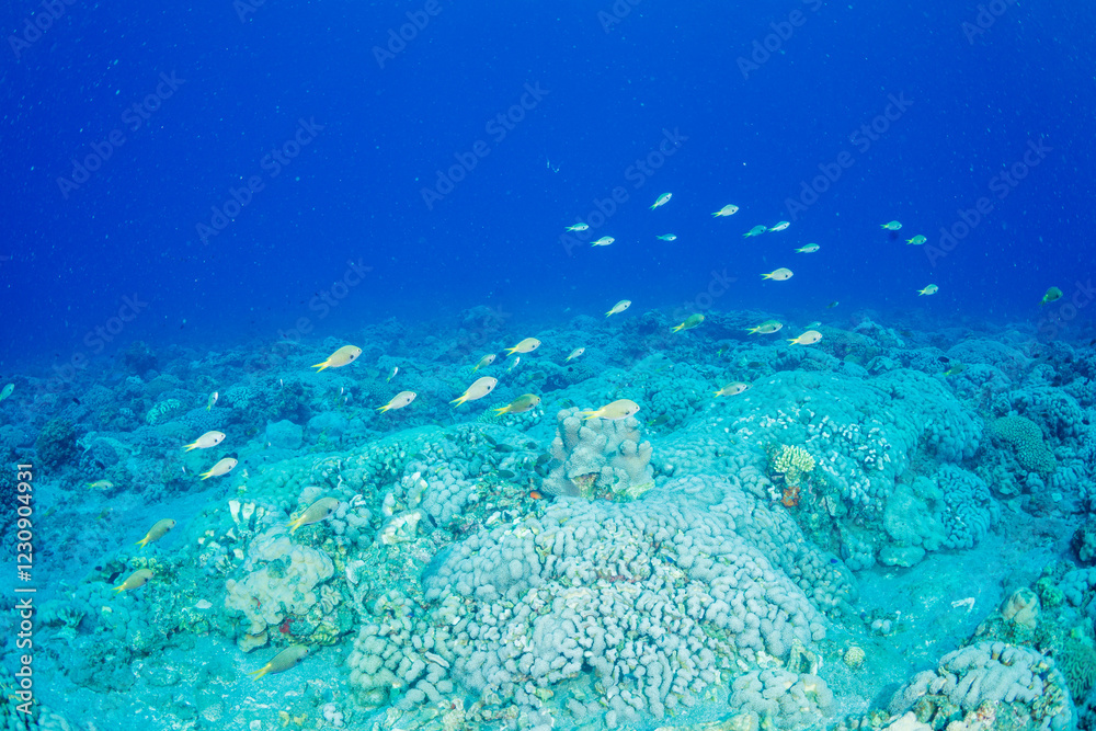 Fototapeta premium キホシスズメダイの群れ 小笠原