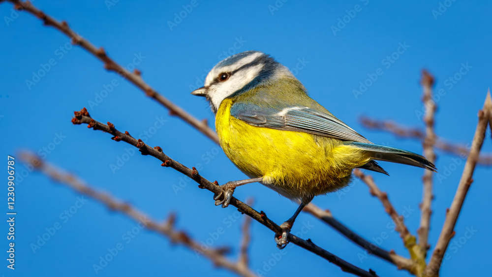 Fototapeta premium Blue Tit Perched on a Branch