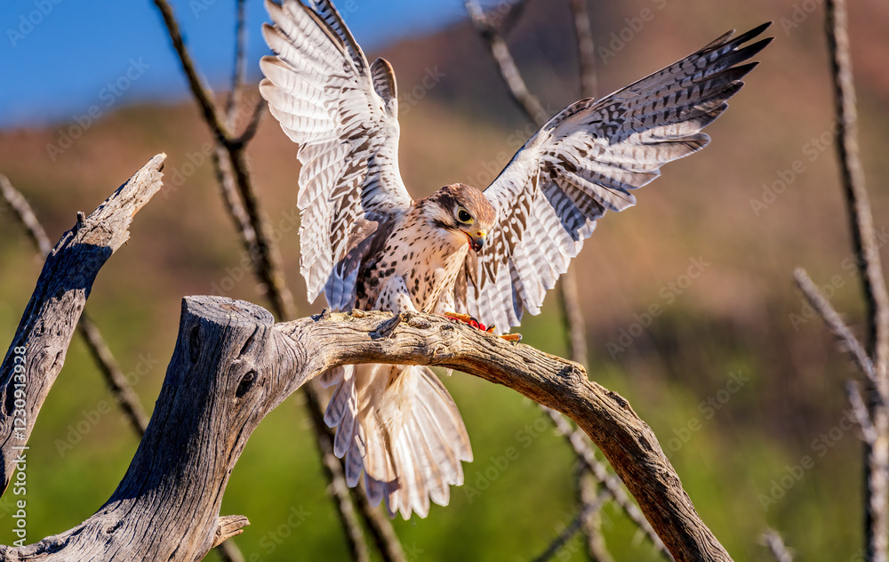 Fototapeta premium A prairie falcon in the Sonoran desert near Tucson Arizona