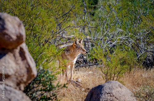 A coyote in the Sonoran desert near Tucson Arizona