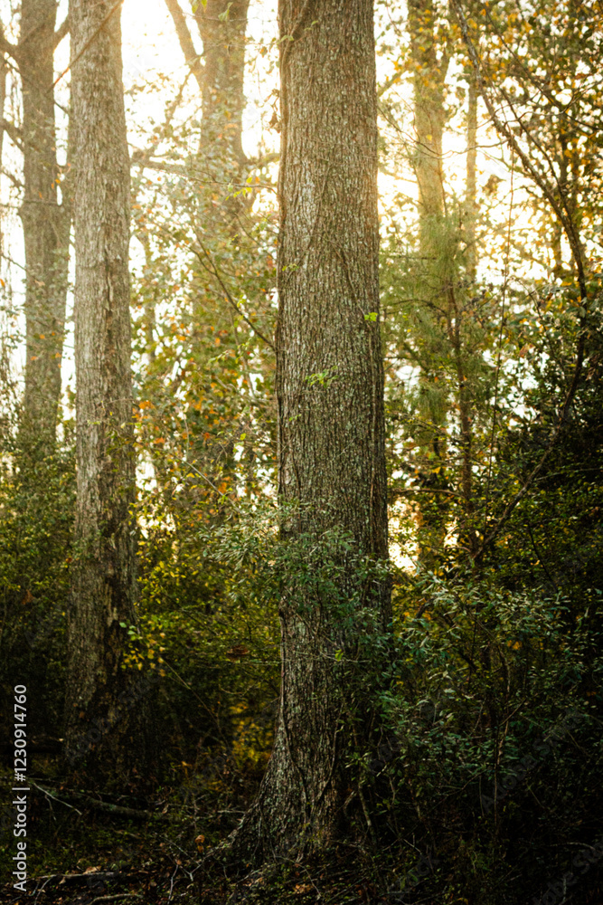 Fototapeta premium Sunset Forrest