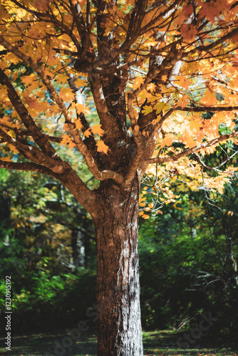 Fall time Oak