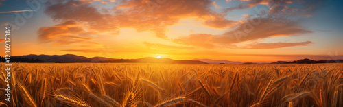 A wheat field at sunset.	
