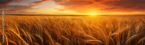 A wheat field at sunset.	
