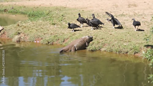 Crocodile coming out of the river near vultures.