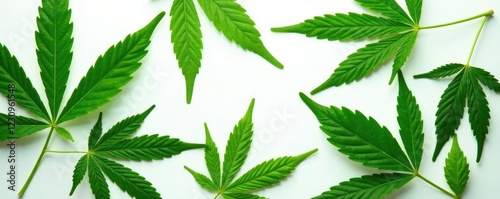 Flat lay of green cannabis leaves with veins and stem on white background, botanical, green photo