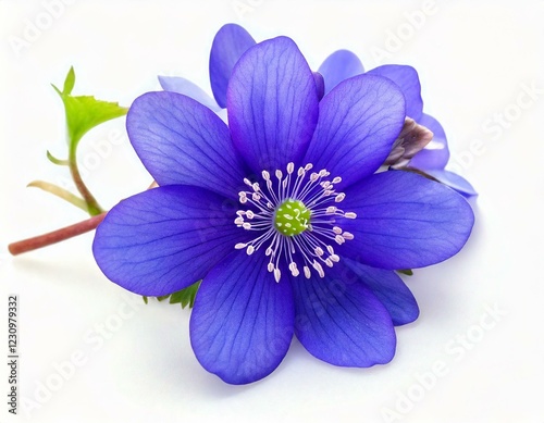 Hepatica nobilis on a white background