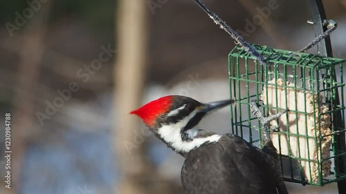 beautiful pileated woodpecker (Dryocopus pileatus) pecking at feeder