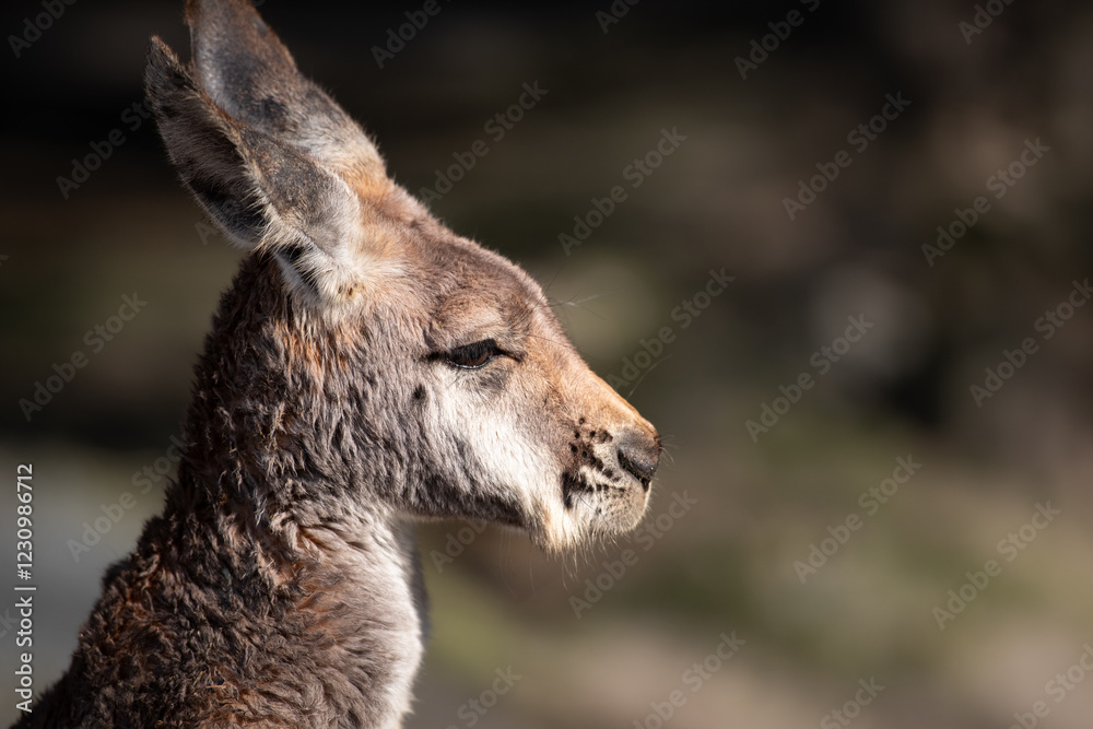 Fototapeta premium カンガルー