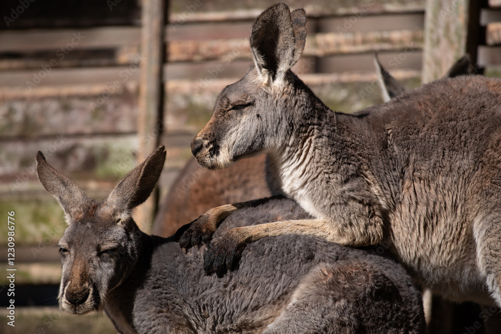Fototapeta premium 2匹のカンガルーが寛ぐ