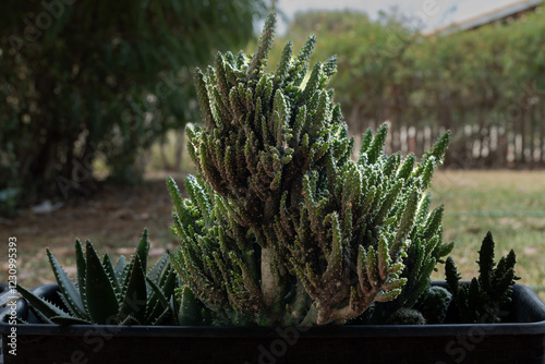 Baby bunchy cactus on a flowerpot.