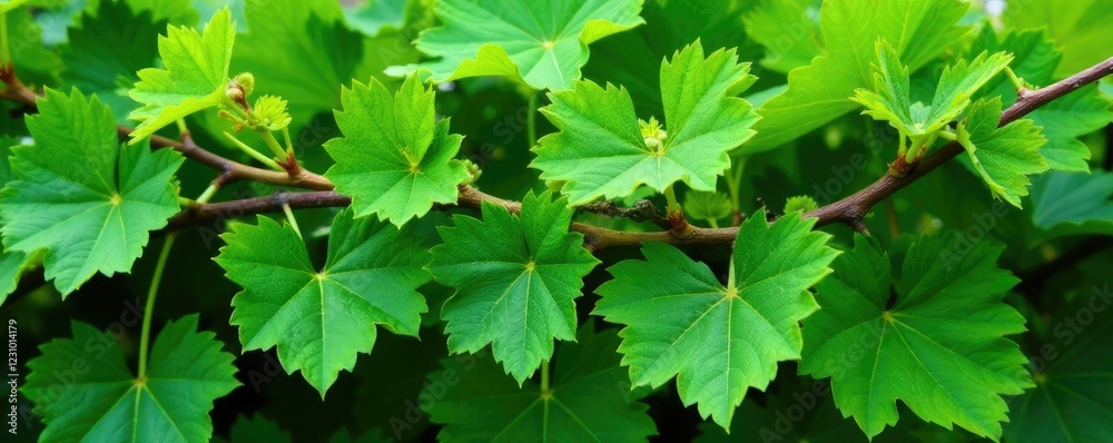 Fresh green leaves and grapevine branches intertwined, garden, foliage