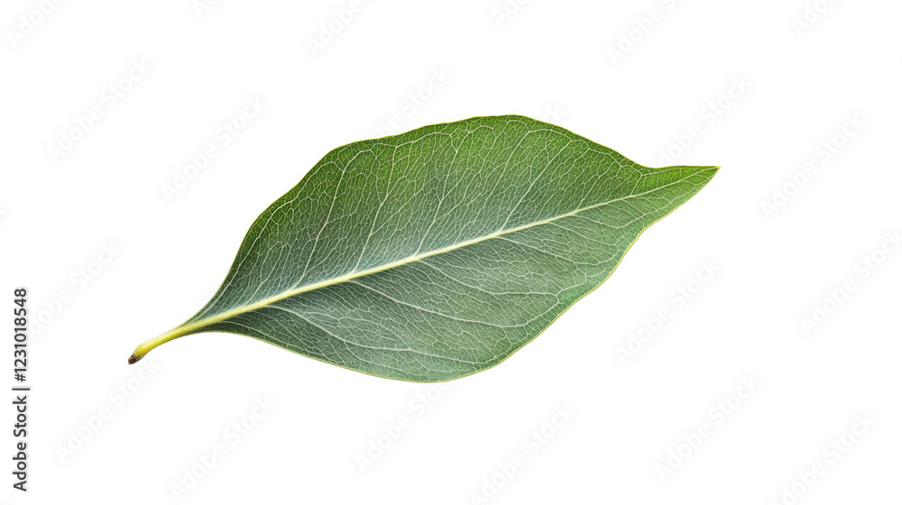Obraz premium Green leaf showing veins on transparent background