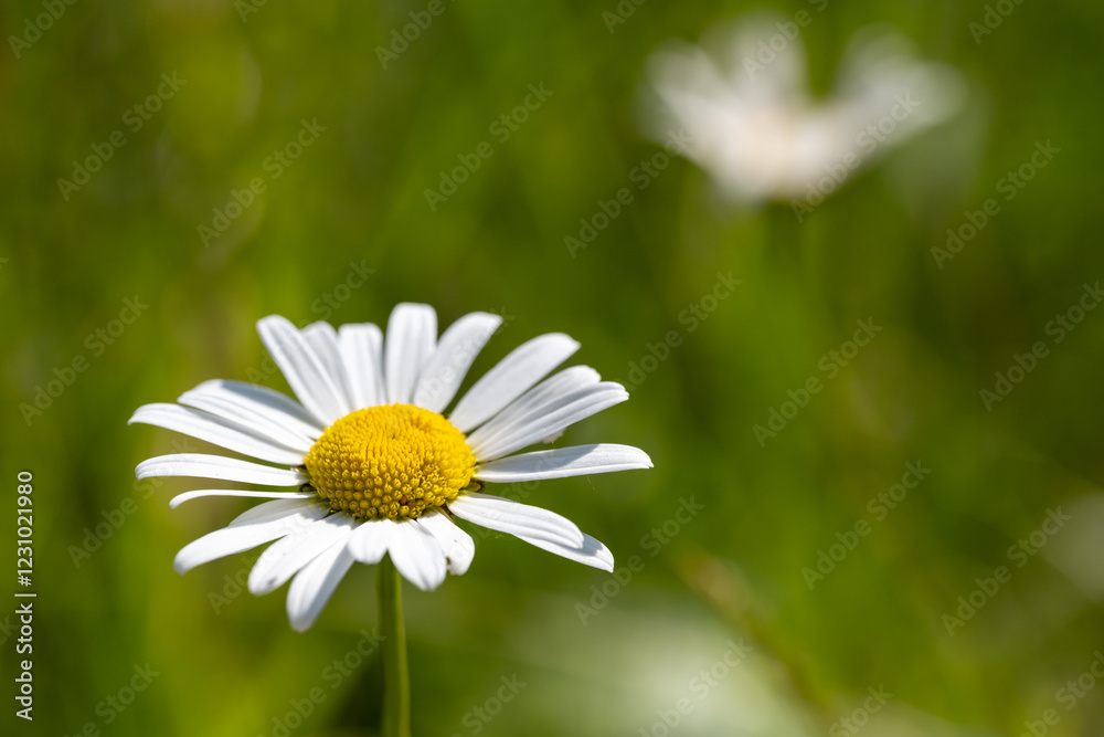 A white flower with yellow centers sits in a green field A white flower with yellow centers sits in a green field