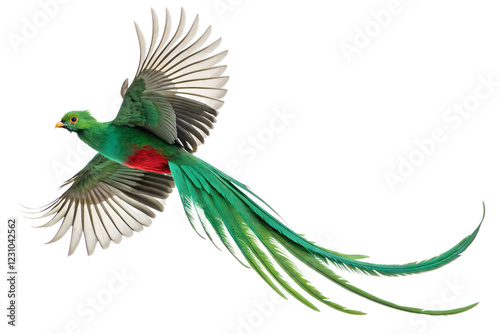 top view, Resplendent Quetzal is spreading its wings and flying isolated on a transparent background photo