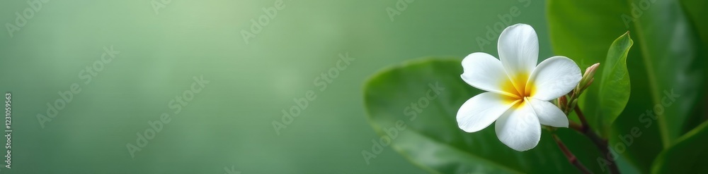 Fototapeta premium Single white frangipani flower on a green stem, botanicals, catharanthus roseus, flower morphology