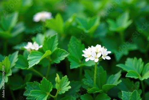 Small white flowers blooming among the dense ivy foliage, garden, flowering, vegetation