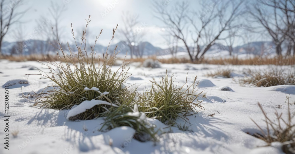 small patch of grass in a snow-covered field with bare branches, natural scenery , seasonal change, frosty morning small patch of grass in a snow-covered field with bare branches, natural scenery , seasonal change, frosty morning