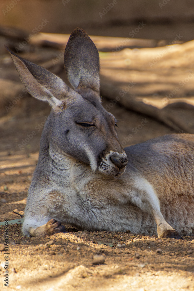 Kangaroo resting on warm ground in a tranquil natural setting during the afternoon sun Kangaroo resting on warm ground in a tranquil natural setting during the afternoon sun