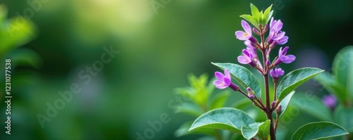 Small tree with silvery-green leaves and purple flowers, evergreen, teucrium fruticans azureum photo