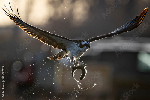 Fotografi A wild osprey fishing at a pond in a state park in Colorado.