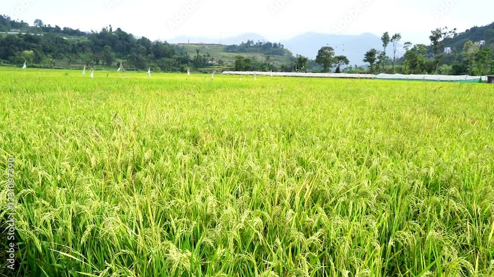 aerial view of paddy farmland in Lalitpur, Nepal. aerial view of paddy farmland in Lalitpur, Nepal.