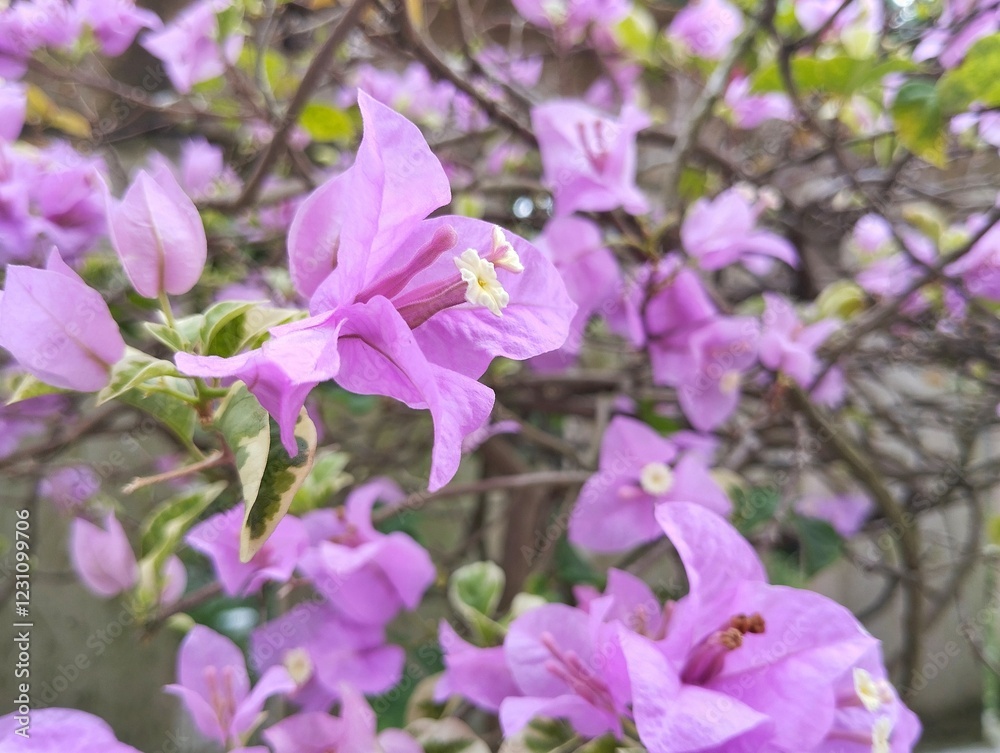Obraz premium Bougenville pink flower blossom in outdoor garden, Floral home decoration 